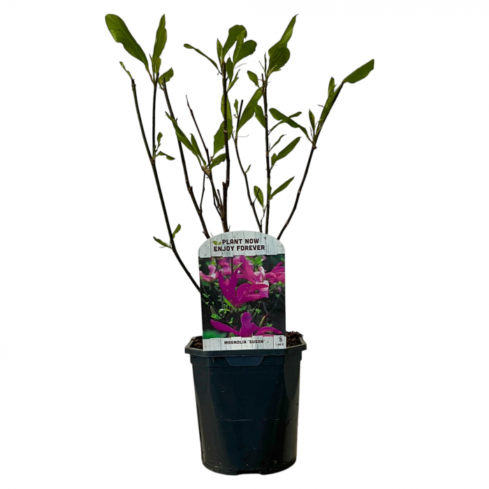 Magnolia Susan 50cm+ (5L) [2]