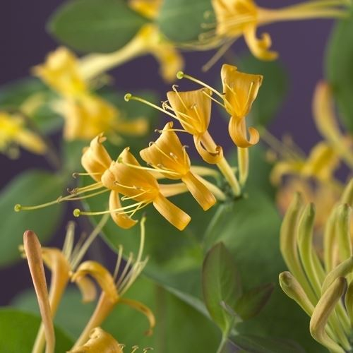 Mana Maicii Domnului 75cm - Mandarin [3]