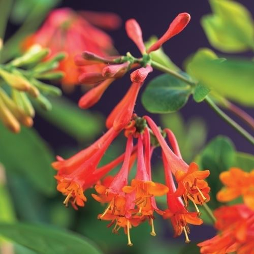 Mana Maicii Domnului 75cm - Scarlet [3]