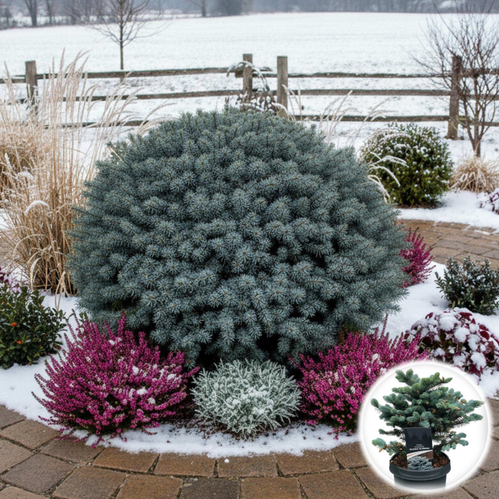 Molid Albastru Globular - 40cm [1]