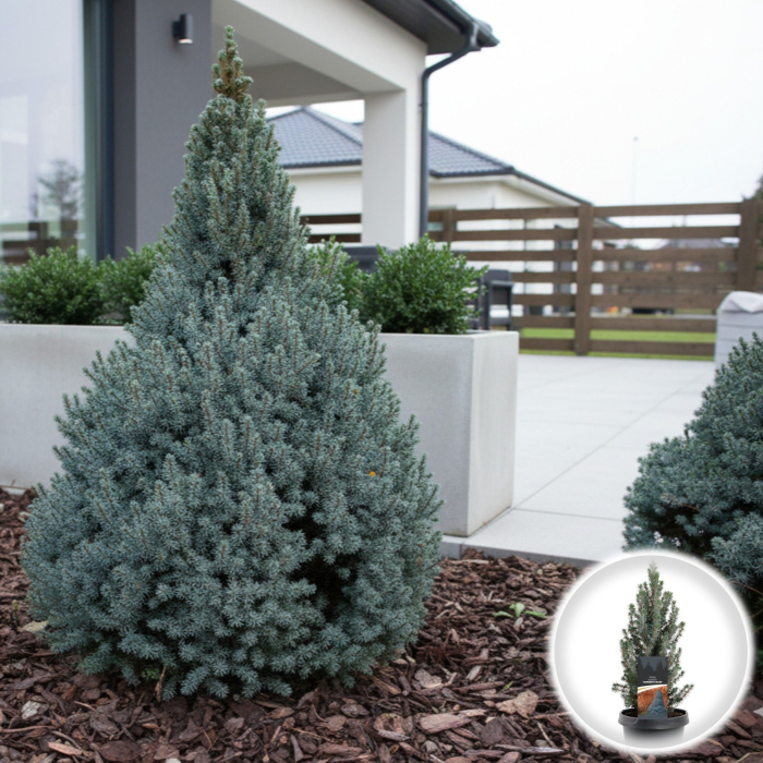 Molid Glauca Sander's albastru - 50cm [1]