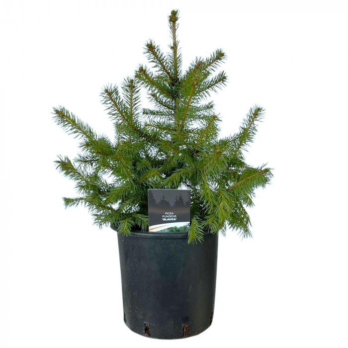 Molid P. Glauca - 50cm (C5) [2]
