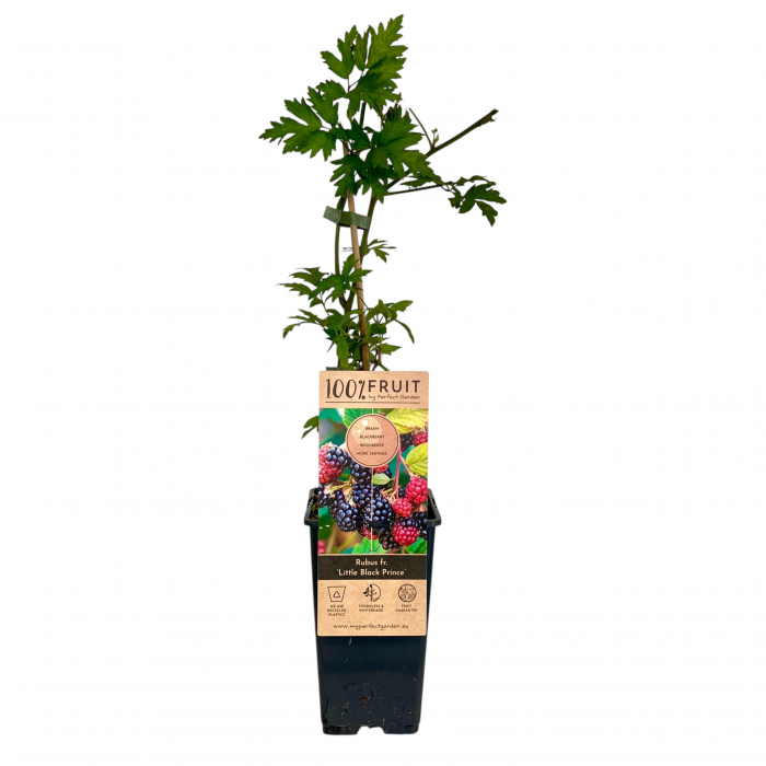 Mur Little Black Prince - 55cm+ [2]