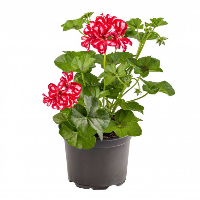 Muscata Curgatoare Duble - Bicolor (P12) [2]