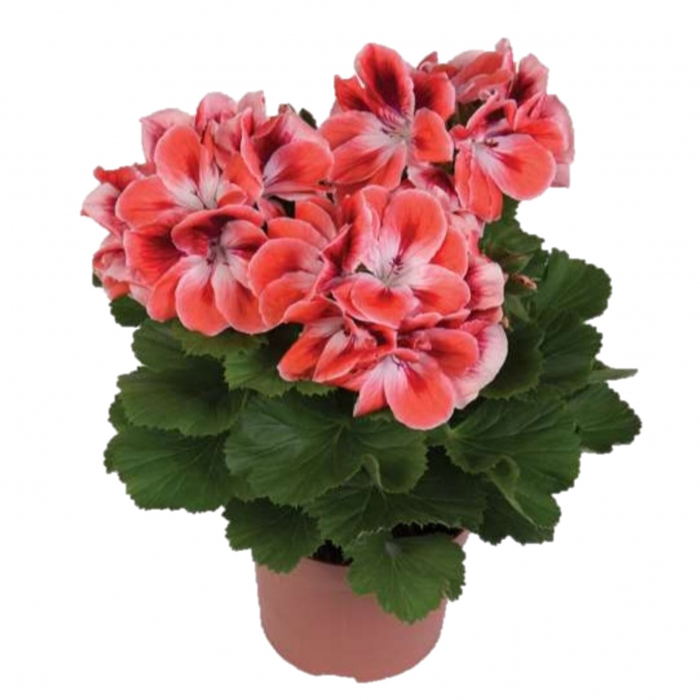 Muscata Englezeasca - Somon (P12) [2]