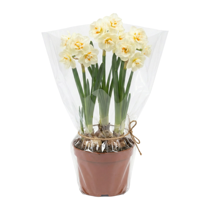 Narcise Duble Bridal Crown ghiveci Pepiniera Sibiu [2]