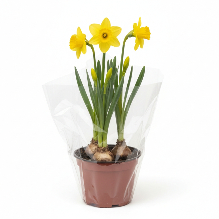 Narcise Galbene Carlton ghiveci Pepiniera Sibiu [2]