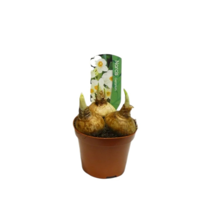 Narcise Multiflore Geranium ghiveci Pepiniera Sibiu [3]