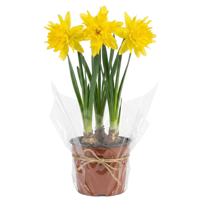 Narcise Duble Rip Van Winkle ghiveci Pepiniera Sibiu [3]