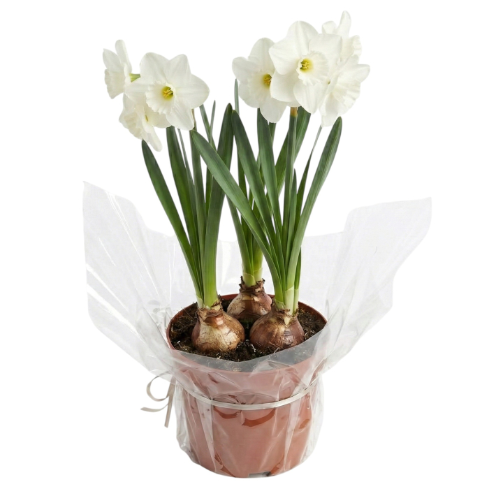 Narcise Albe Tip Trompeta ghiveci Pepiniera Sibiu [2]