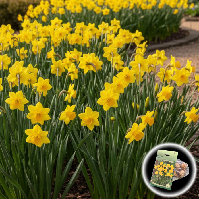 Narcise Quail - 7 Bulbi [1]