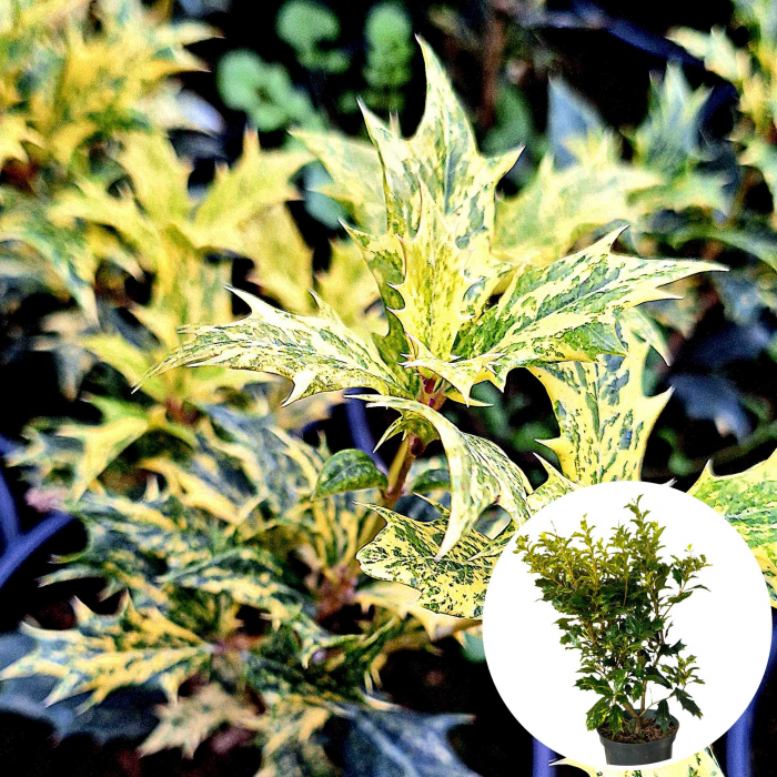 Osmanthus Mini - Auriu [2]