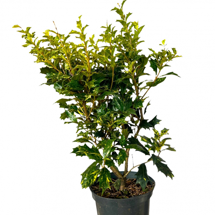 Osmanthus Auriu Heterophyllus - 30cm+ [2]