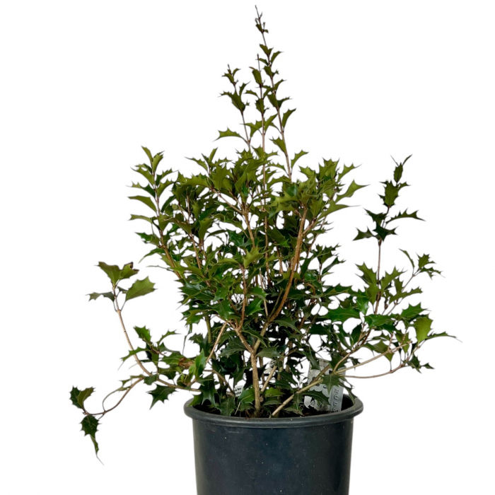 Osmanthus Mov Heterophyllus - 50cm [2]
