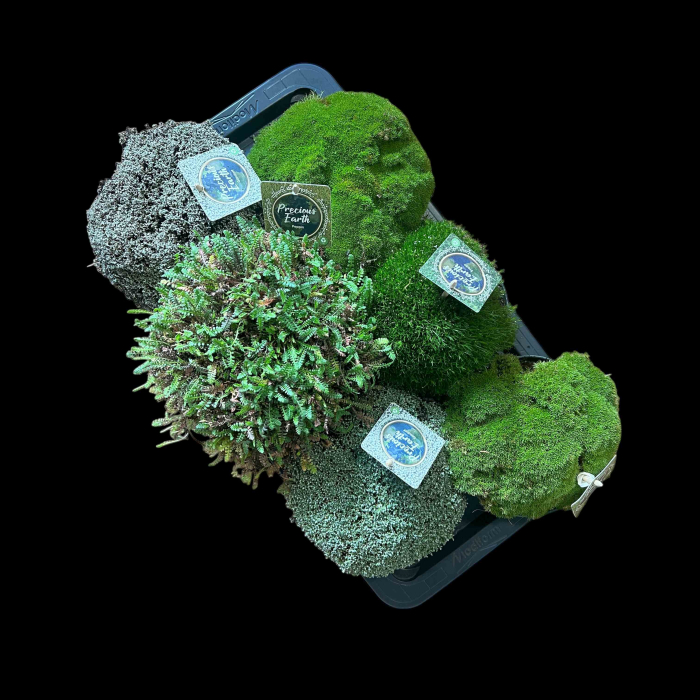 Pachet 3 - Plante perene [2]