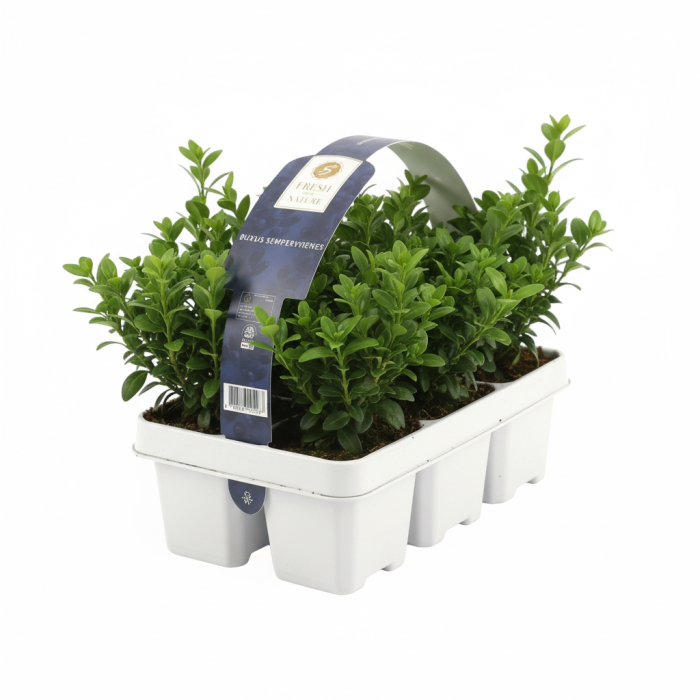 Pachet 6 Buxus sempervirens [2]