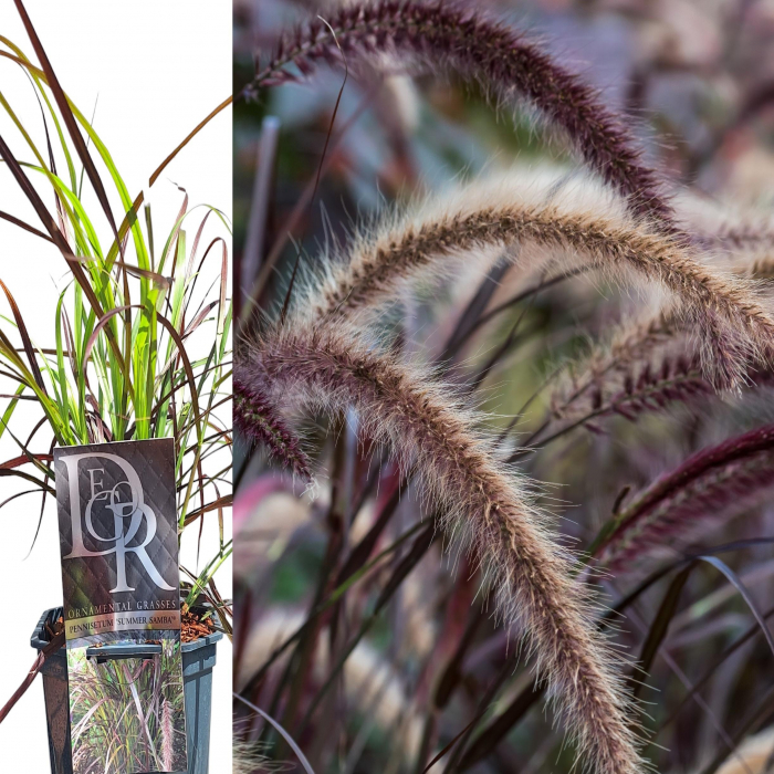 Pennisetum Summer Salsa - 5L [2]