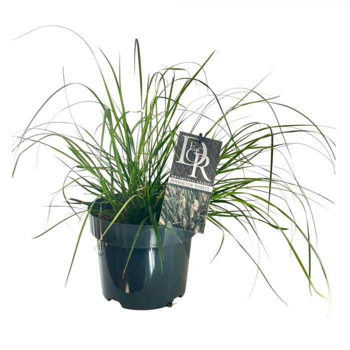Pennisetum Hameln - 5L [2]