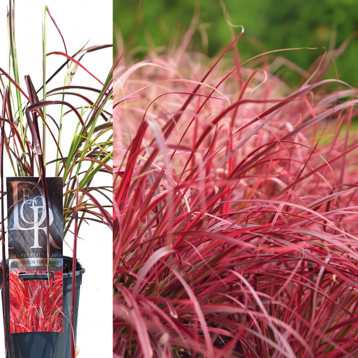 Pennisetum FireWorks - 5L [2]