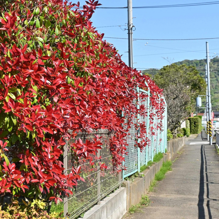 Photinia f. Red Robin 60cm+ [3]