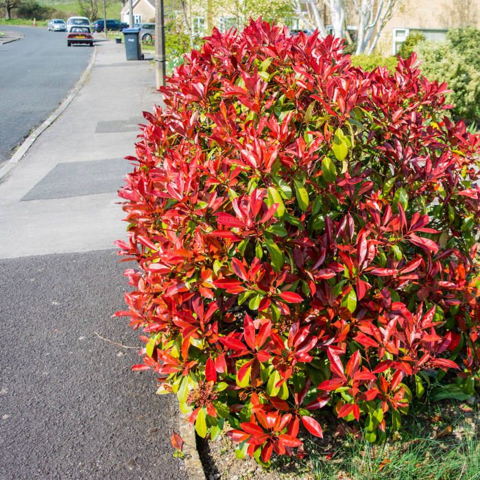 PHOTINIA f. - Mica Robin 30cm+ (2L) [2]