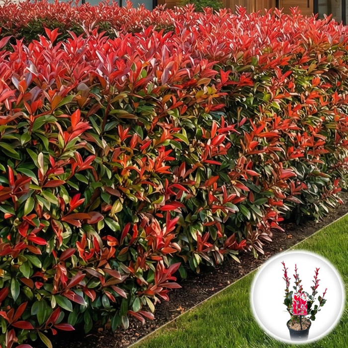 photinia-fraseri-little-red-robin-pitica-pepiniera-sibiu [2]