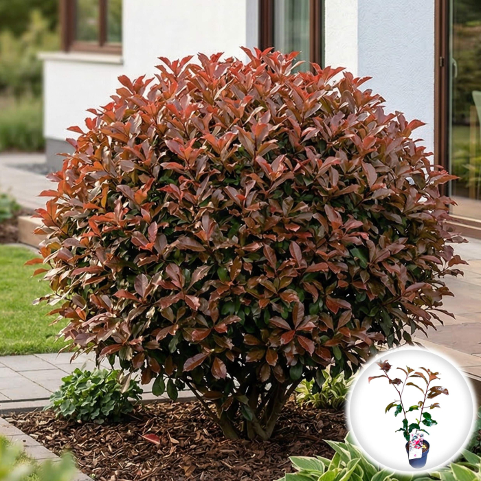 photinia-fraseri-magical-volcano-40cm-pepiniera-sibiu [2]