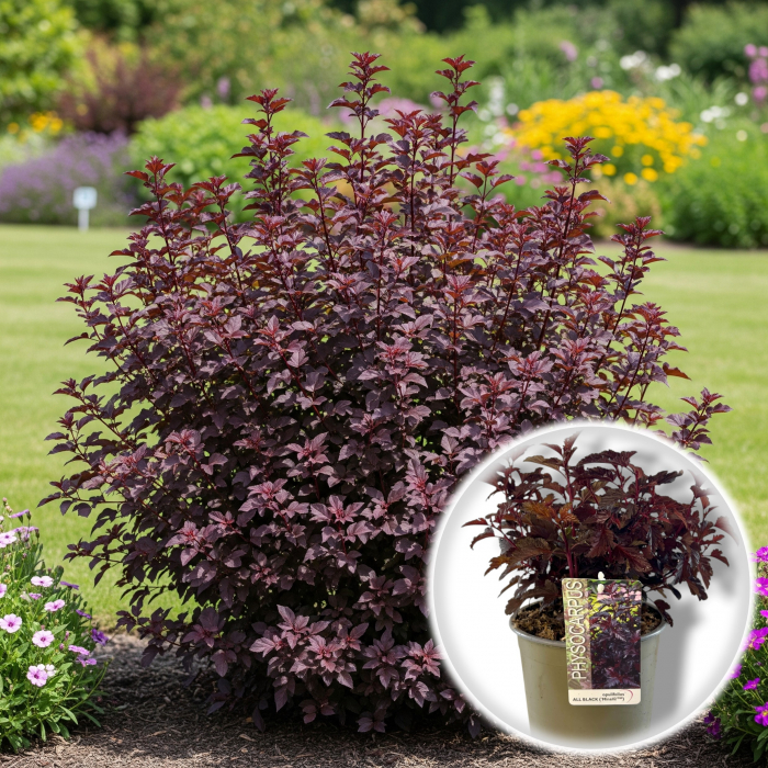 Physocarpus opulifolius All Black (30cm) [2]