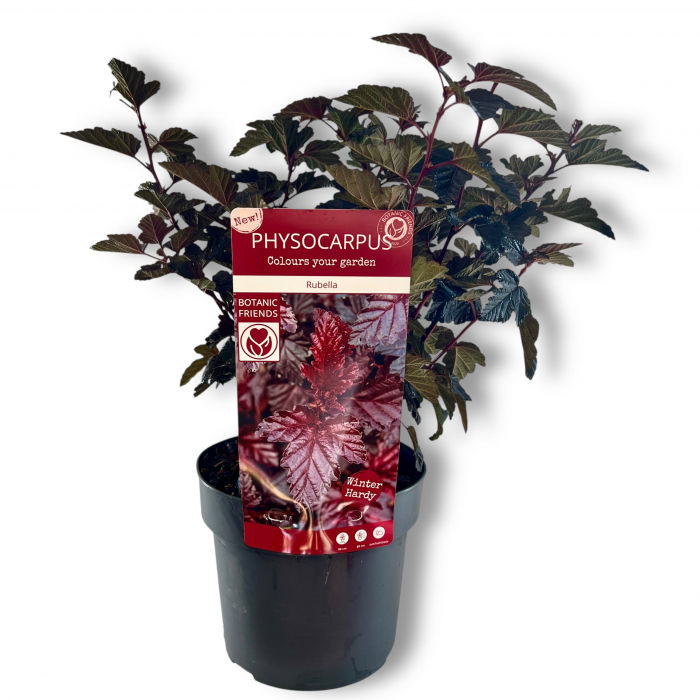 Physocarpus Op. Rubella - 50cm [2]