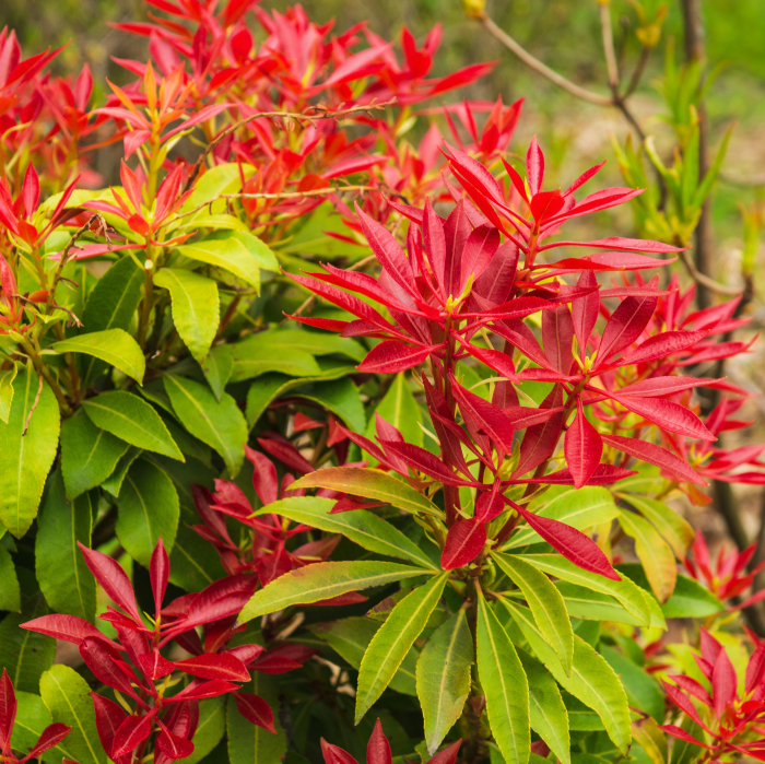 PIERIS J. - Mountain Fire 30cm+ (2L) [2]