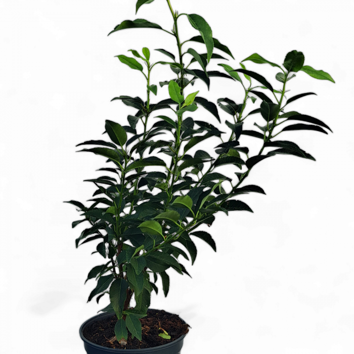 Prunus L. Augustifolia - 2L [2]