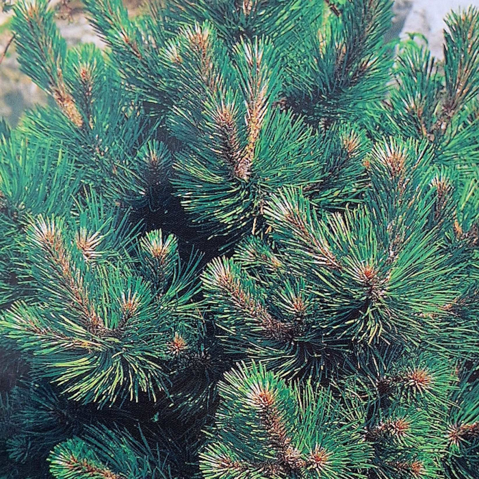 Pin Nigra Nana - 10L [2]