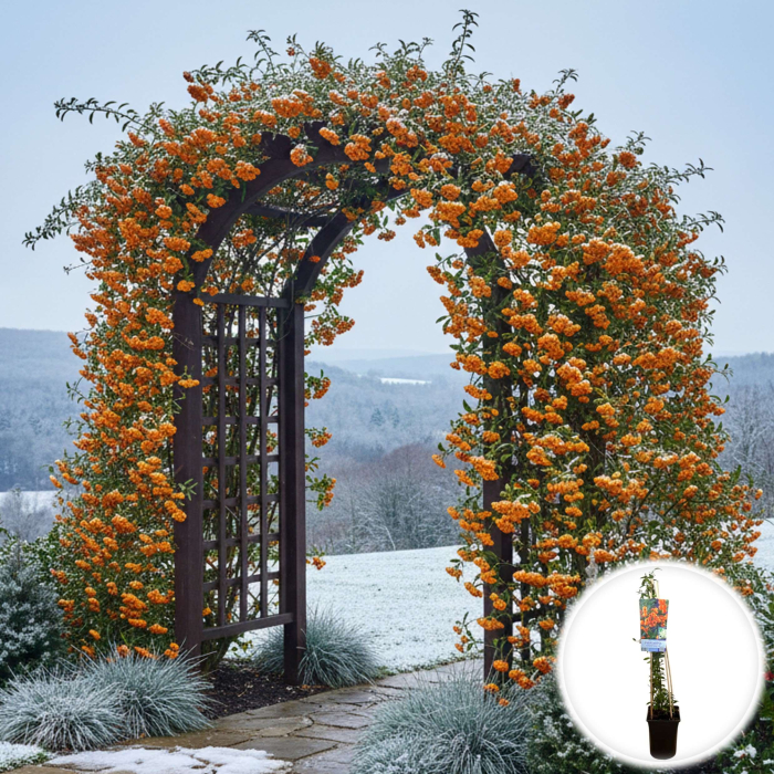 Pyracantha Golden Charmer - 75cm [2]