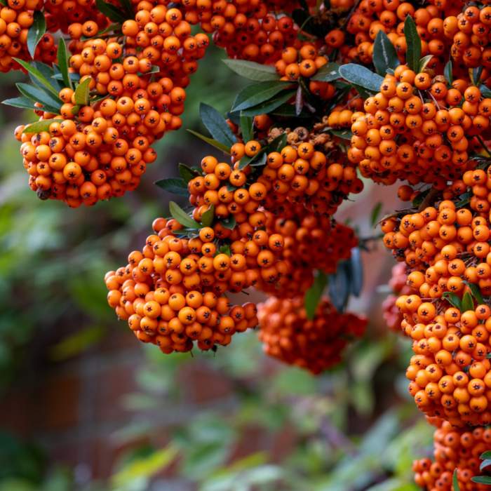 PYRACANTHA Orange 30cm+ (3L) [2]