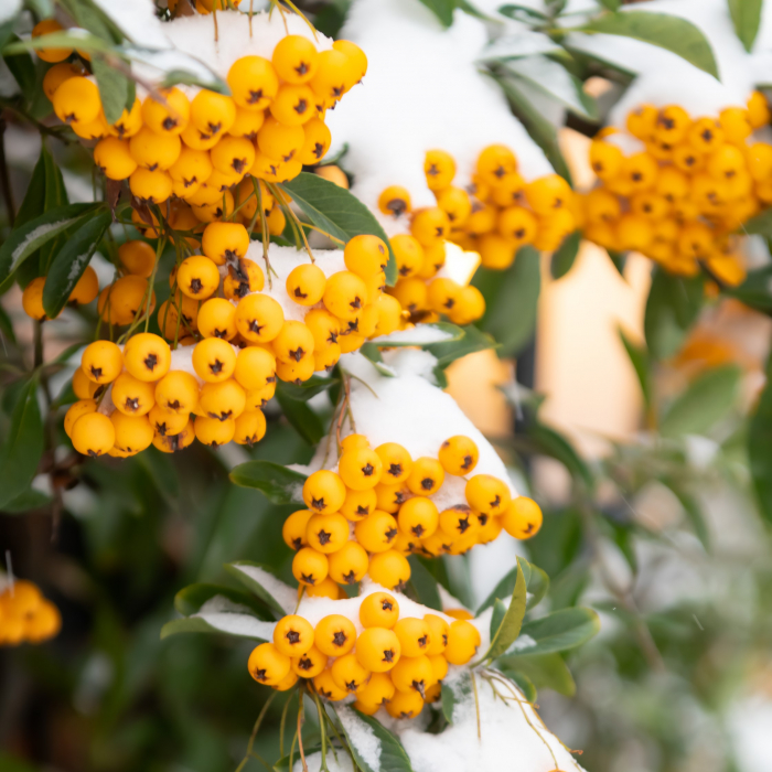 Pyracantha Soleil D'Or - XXL [3]