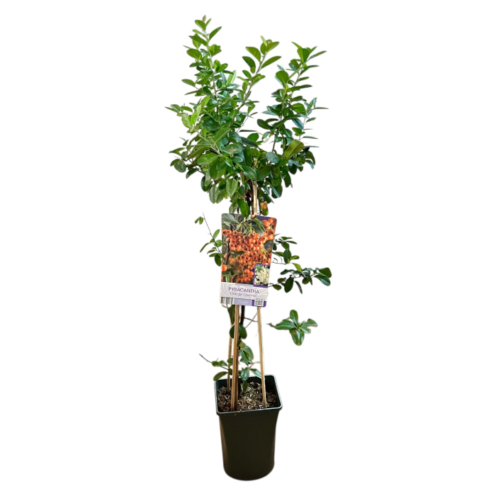 Pyracantha Orange Charmer - Cataratoare [3]