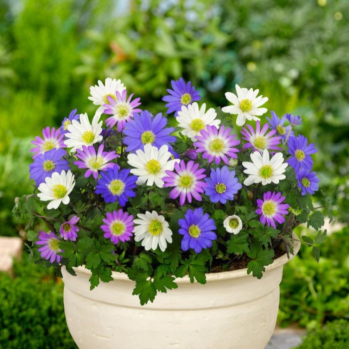 Anemone Mix - 20 Bulbi [2]