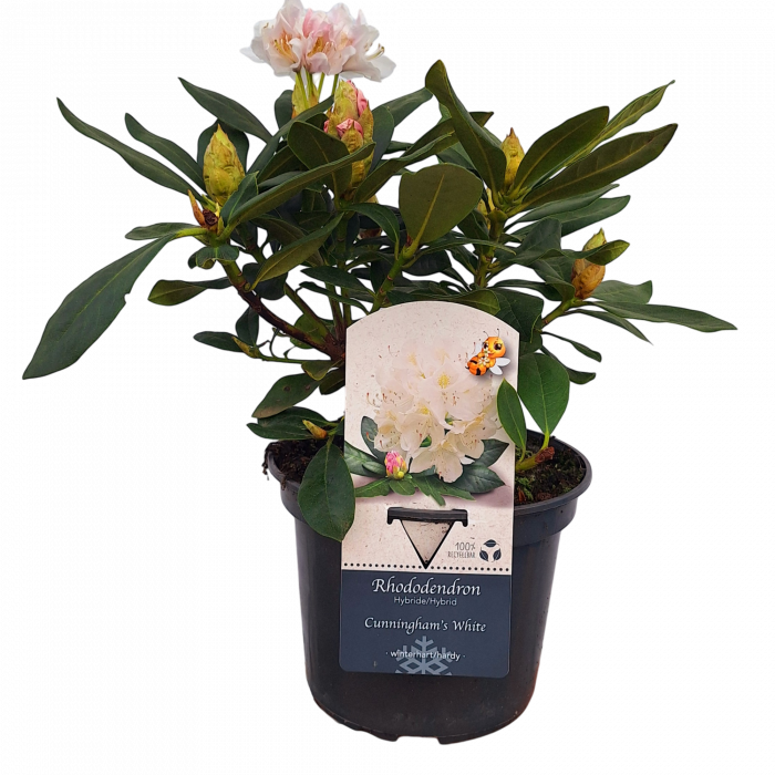 Rhododendron Cunningham's White 40cm+(5L) [2]