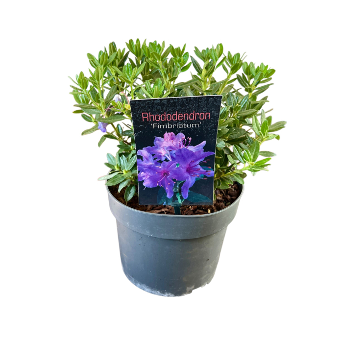 Rhododendron - Fimbriatum [2]
