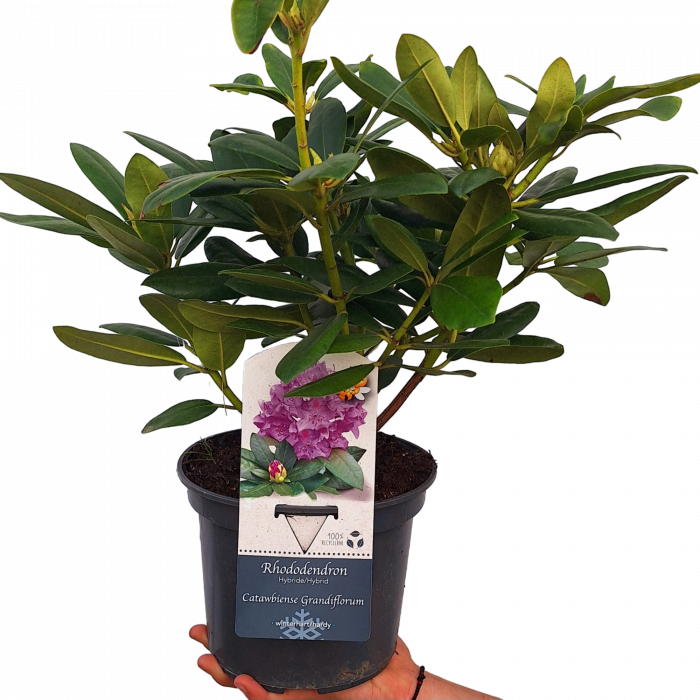 rhododendron-catawbiense-grandiflorum-mov-pepiniera-sibiu [3]