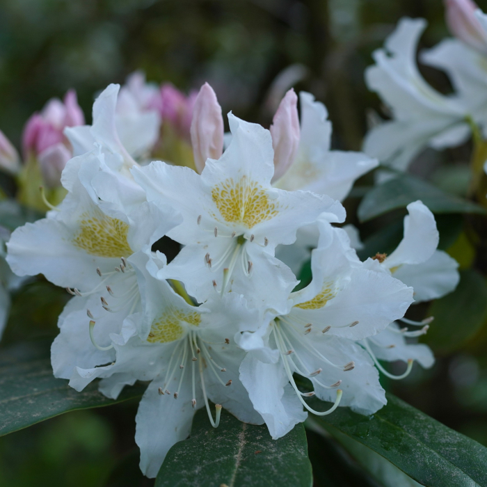 Rhododendron Madame Masson - 5L [2]