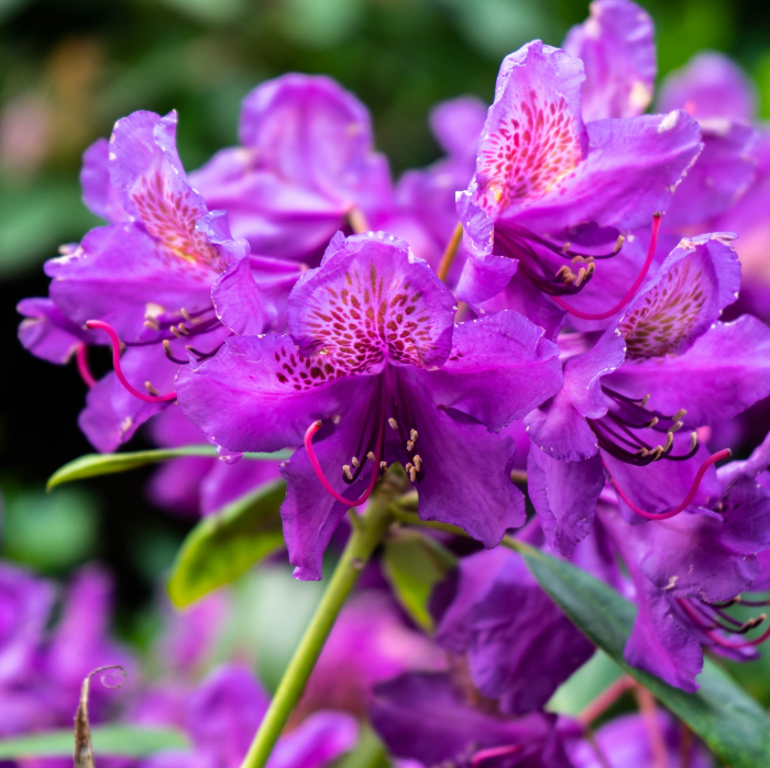 Rhododendron Marcel Menard - 5L [3]