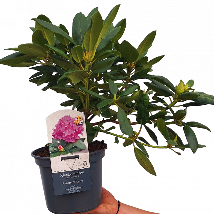 Rhododendron Roseum Elegans 30-50cm (C3) [2]