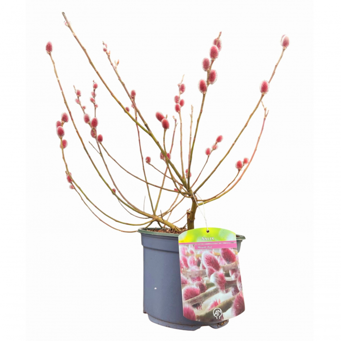 Salcie Gracilistyla - 50cm+ [2]