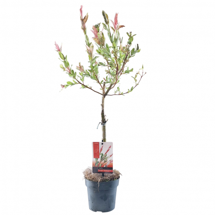 Salcie Flamingo - Picior 65cm [2]