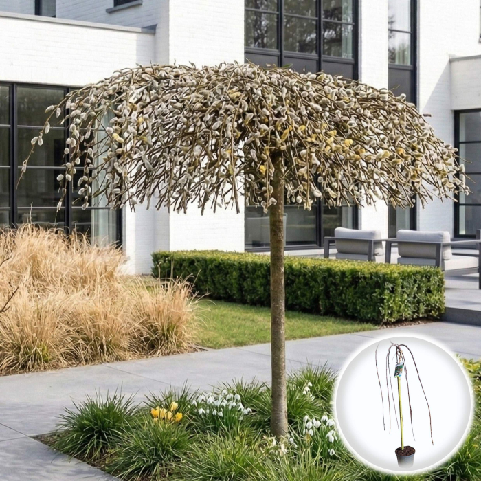 salcie-caprea-pendula-kilmarnock-matisori-pepiniera-sibiu [2]