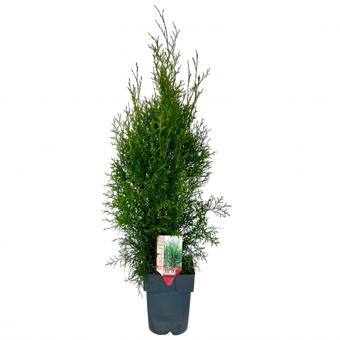 Set 10 Tuia Smaragd 40cm+ (2L) [3]