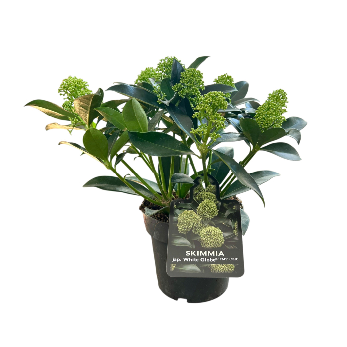Skimmia Japonica - White Globe - 30cm+ [3]