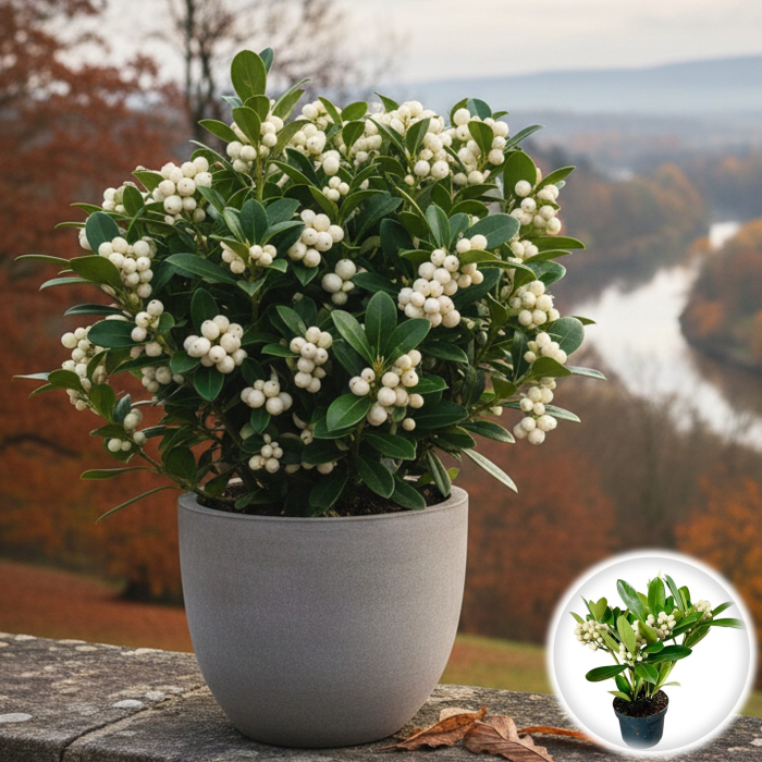 Skimmia Japonica - O'Berries - White [1]