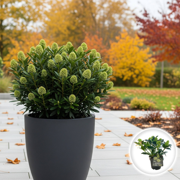 Skimmia Japonica - White Globe - 30cm+ [1]